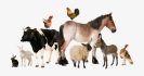 7-72155_stock-animals-transparent-livestock-real-farm-animals-png