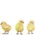 chicks-farm-animals-wall-decal-sticker_dd4b71e3-6825-49a8-99c4-838db91702b0_large