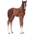 foal-farm-animals-wall-decal-sticker_923529d1-383b-40eb-abcf-70180184dfb6_large