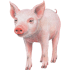 pig-front-view-farm-animals-wall-decal-sticker_d1cc1d22-9478-4751-963d-b14625304ab7_large