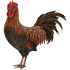 rooster-farm-animals-wall-decal-sticker_afe6152b-b2f8-4300-9476-a36c56dc1033_large